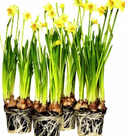 Påsklilja Mini>Danblumen