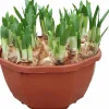Påsklilja "Tête-á-tête" Mini Magnumskål>Danblumen