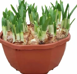 Påsklilja "Tête-á-tête" Mini Magnumskål>Danblumen