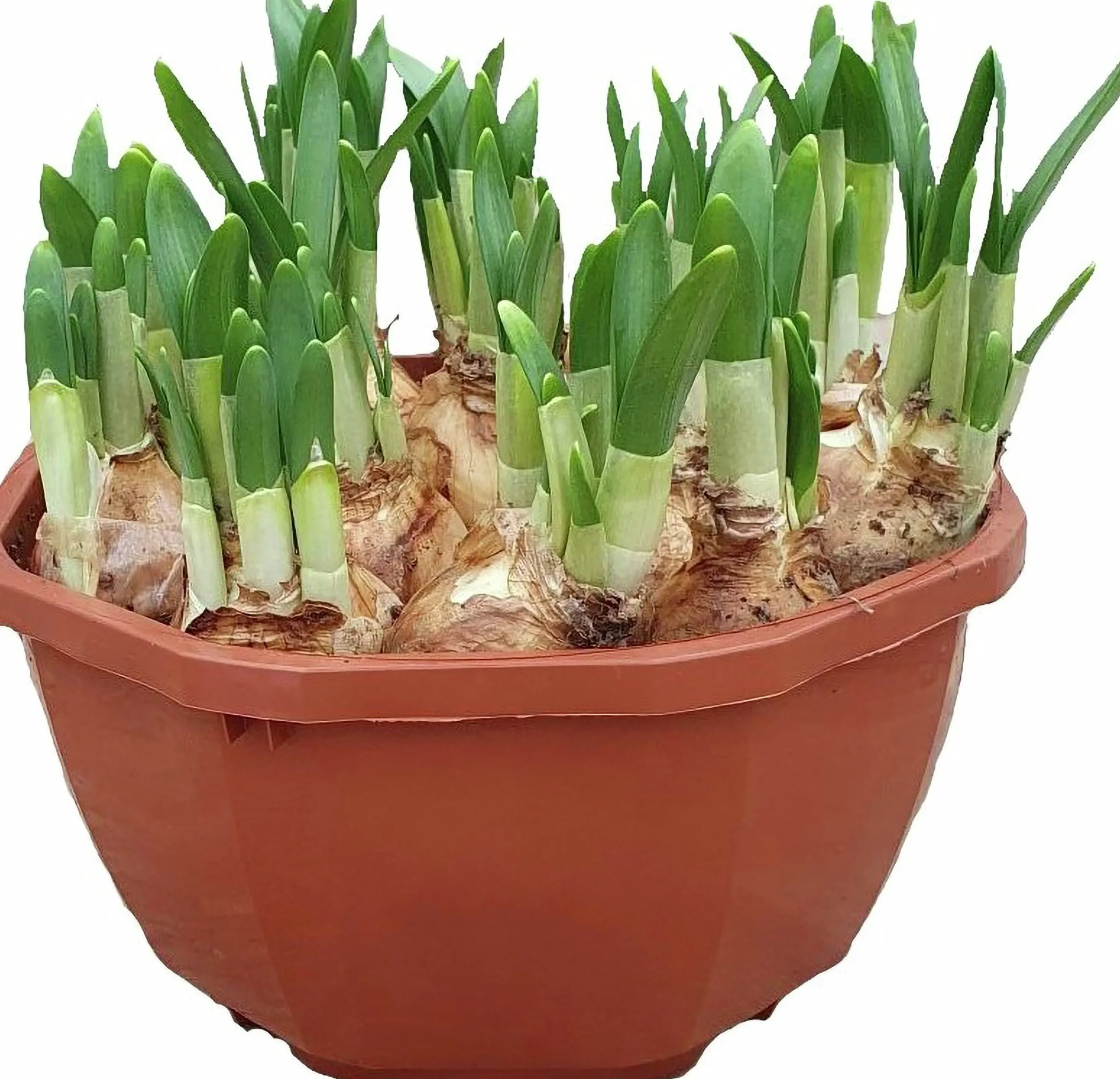 Påsklilja "Tête-á-tête" Mini Magnumskål>Danblumen