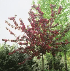 Purpurapel 'Royalty'>Omnia garden Clearance