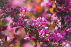 Purpurapel 'Royalty'><noscript><img width=