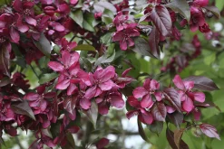 Purpurapel 'Royalty'><noscript><img width=