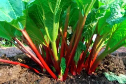 Rabarber 'Red Champagne'>Omnia garden