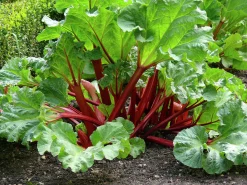 Rabarber 'Spangsbjerg'>Omnia garden Sale