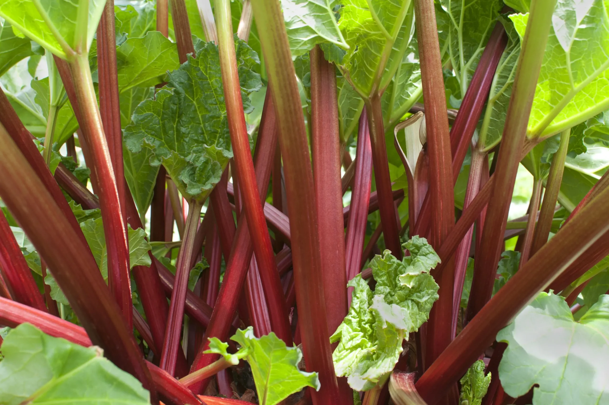 Rabarber 'Spangsbjerg'>Omnia garden Sale