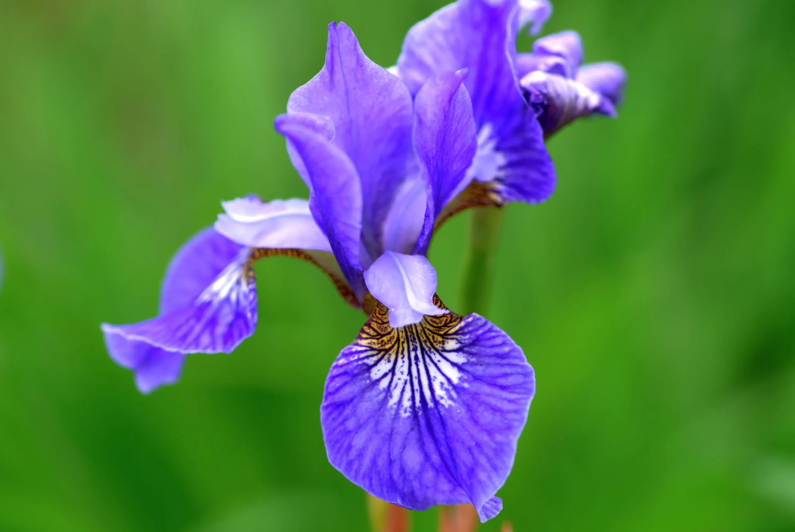Rabattiris 'Blue King'>Omnia garden