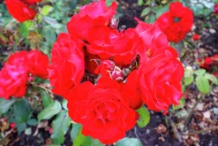Rabattros 'Allotria' 'Tanai' Barrotad>Omnia garden New