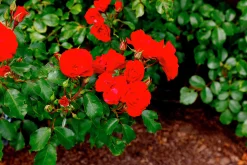 Rabattros 'Allotria' 'Tanai' Barrotad><noscript><img width=