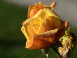 Rabattros 'Amber Flush' 'Interfluco' Barrotad>Omnia garden Hot