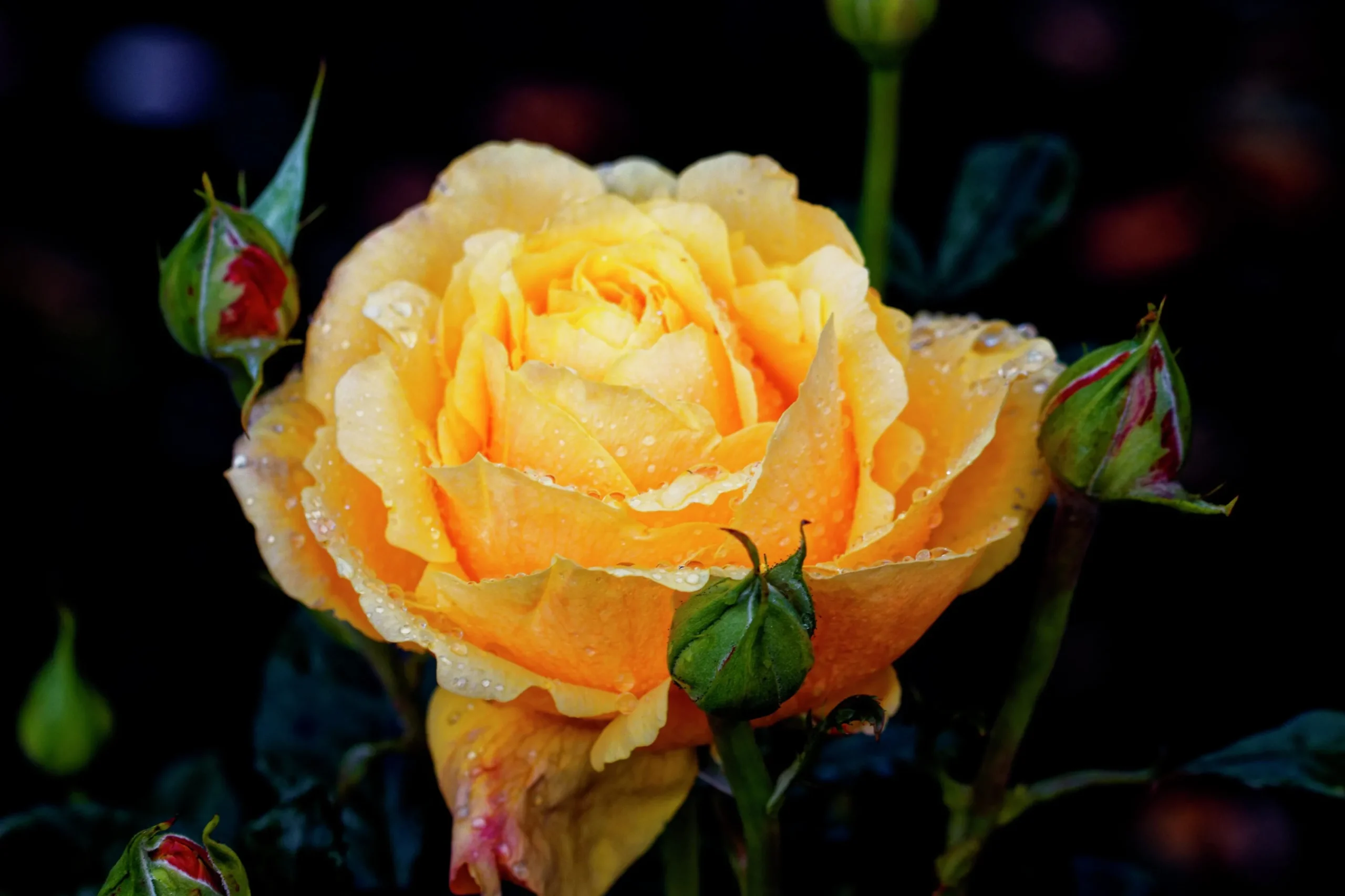 Rabattros 'Amber Flush' 'Interfluco' Barrotad>Omnia garden Hot