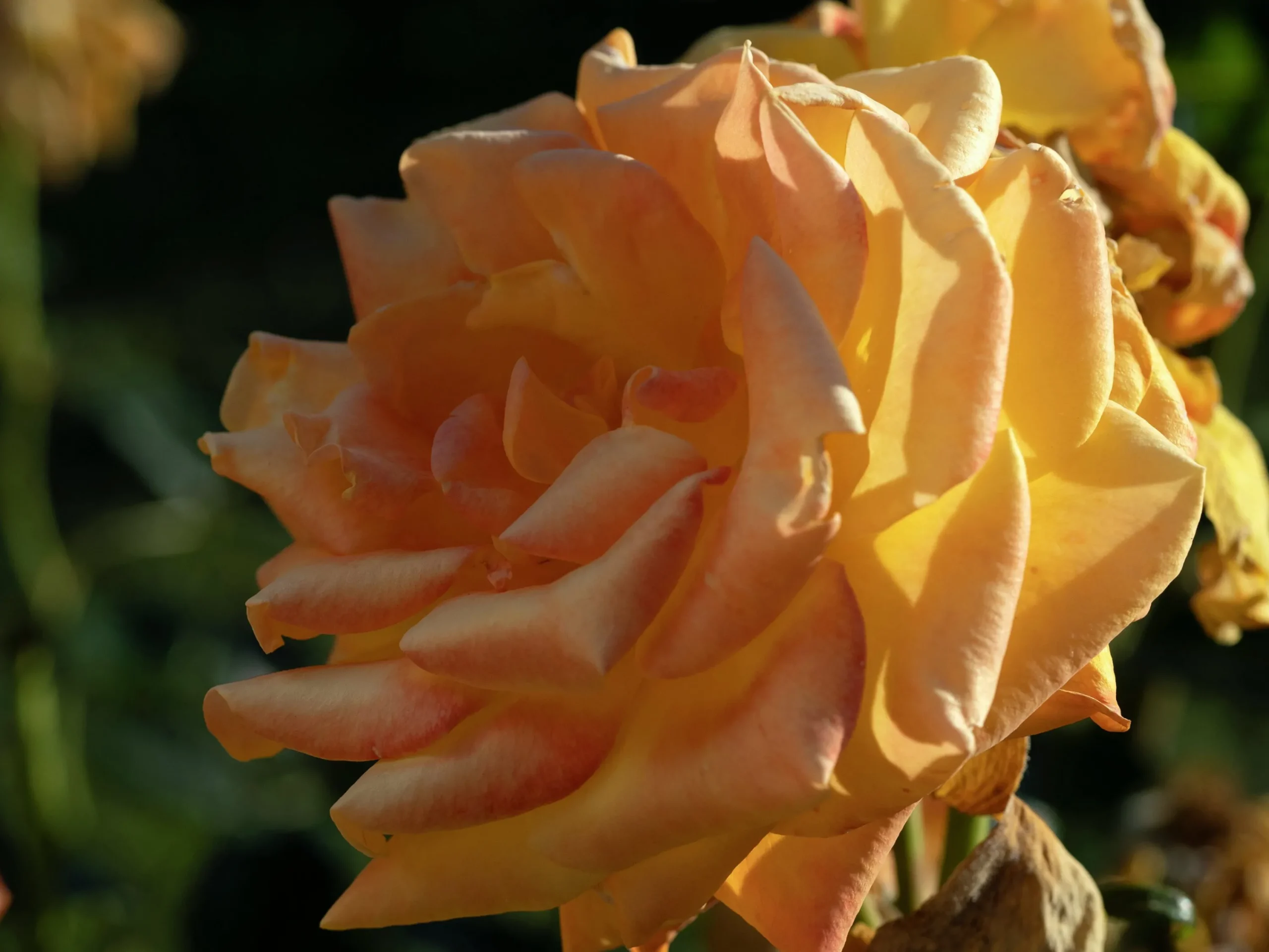 Rabattros 'Amber Flush' 'Interfluco' Barrotad>Omnia garden Hot