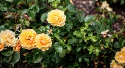Rabattros 'Amber Queen' 'Haroony' Barrotad>Omnia garden