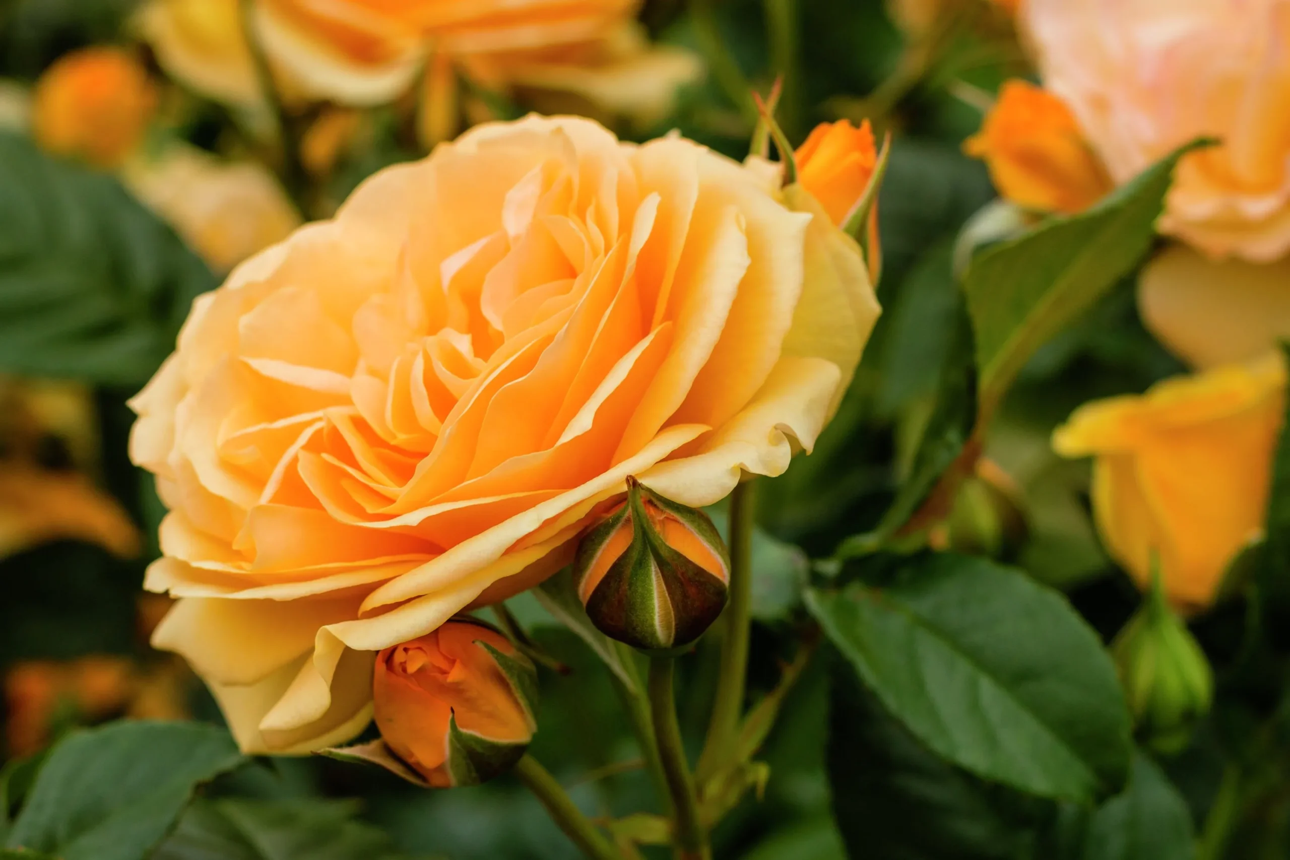 Rabattros 'Amber Queen' 'Haroony' Barrotad>Omnia garden