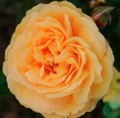 Rabattros 'Amber Queen' 'Haroony' Barrotad><noscript><img width=