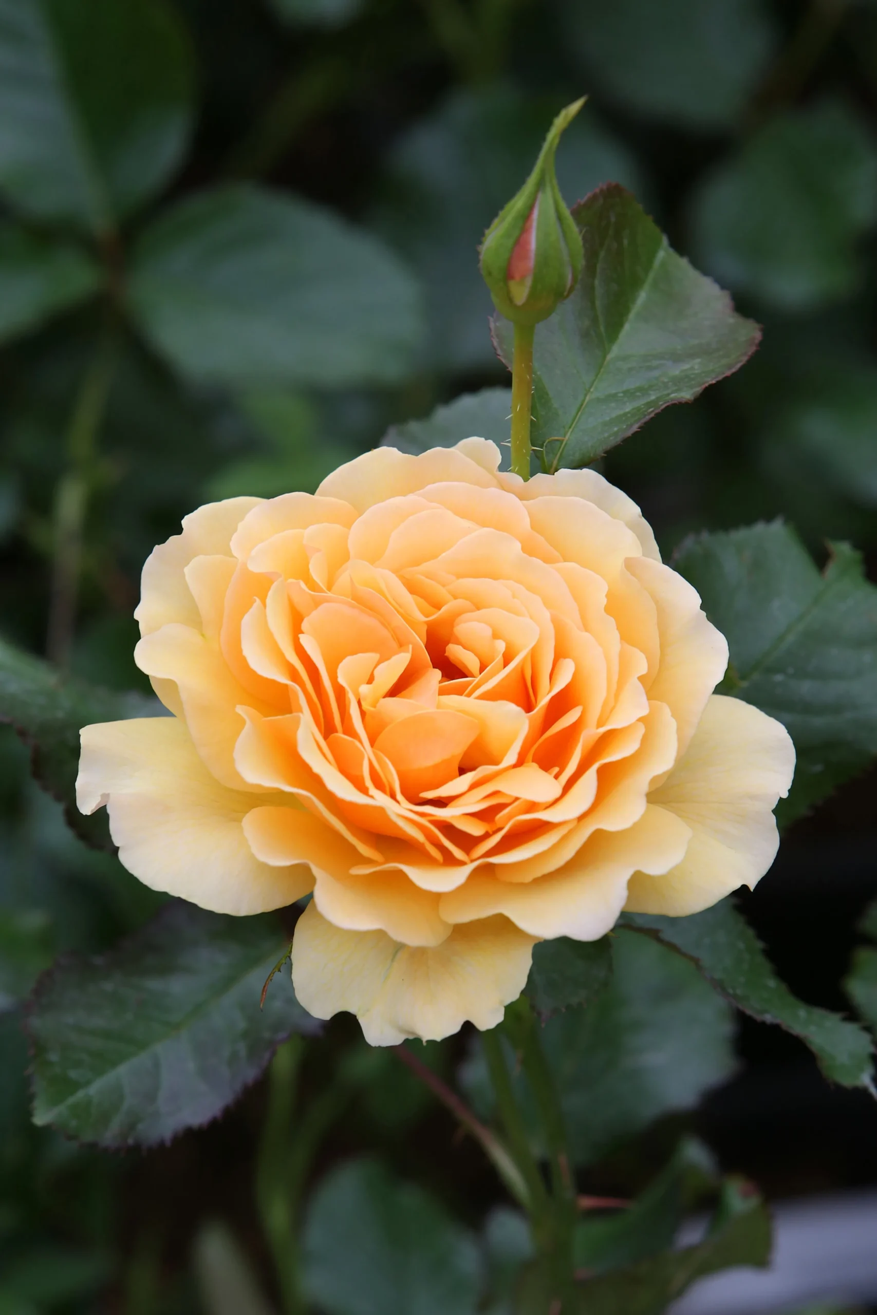 Rabattros 'Amber Queen' 'Haroony' Barrotad>Omnia garden