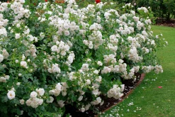 Rabattros 'Aspirin Rose' 'Taniripsa' Barrotad>Omnia garden Discount