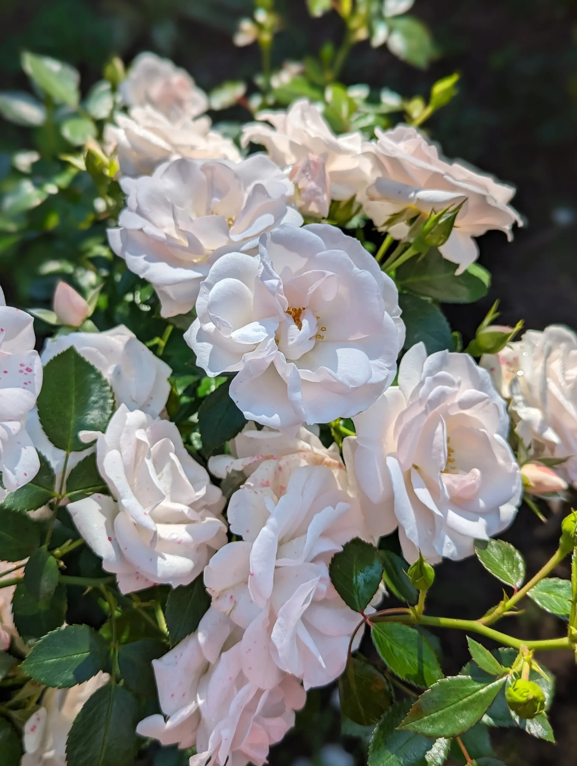 Rabattros 'Aspirin Rose' 'Taniripsa' Barrotad>Omnia garden Discount