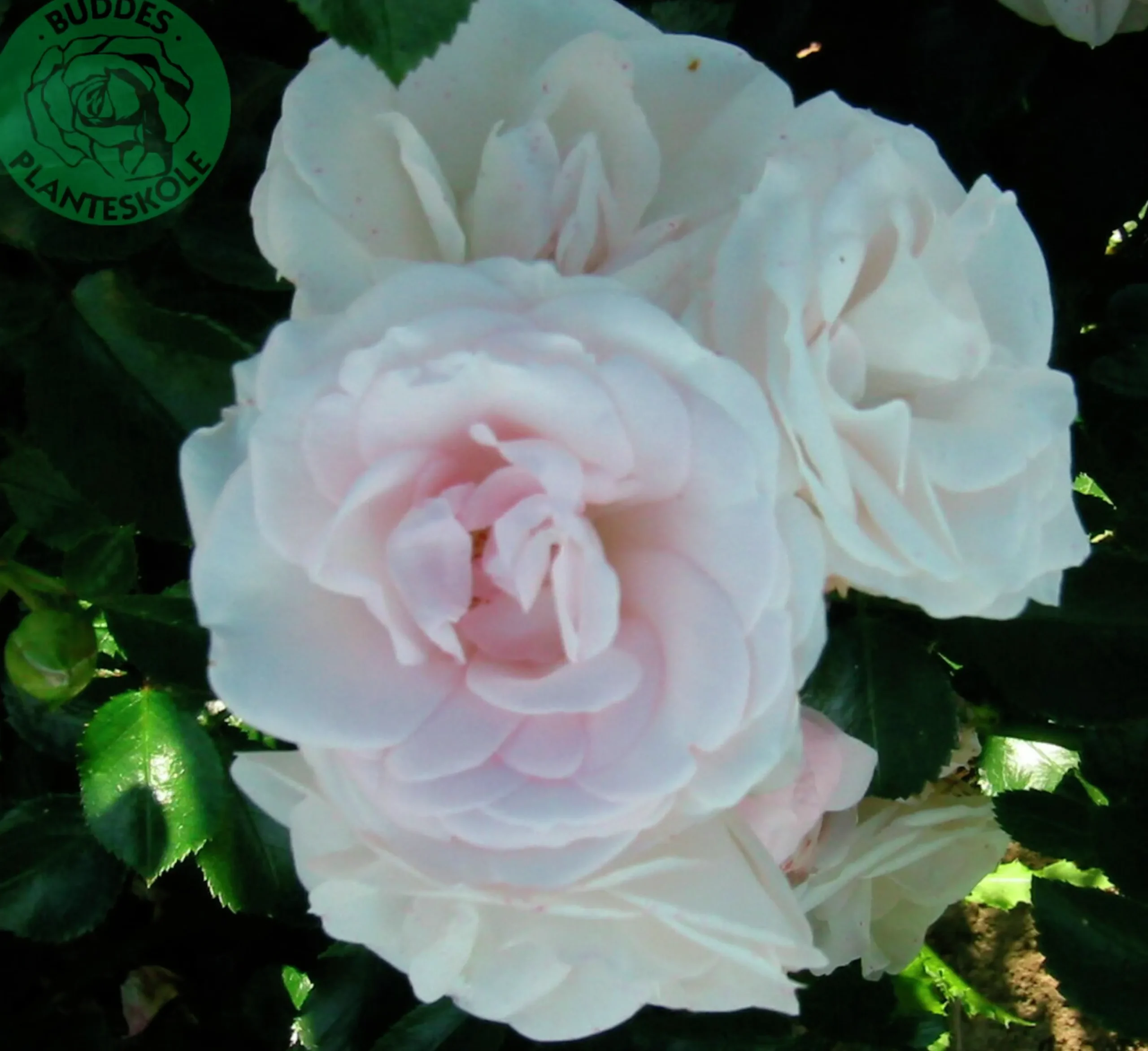 Rabattros 'Aspirin Rose' 'Taniripsa' Barrotad>Omnia garden Discount