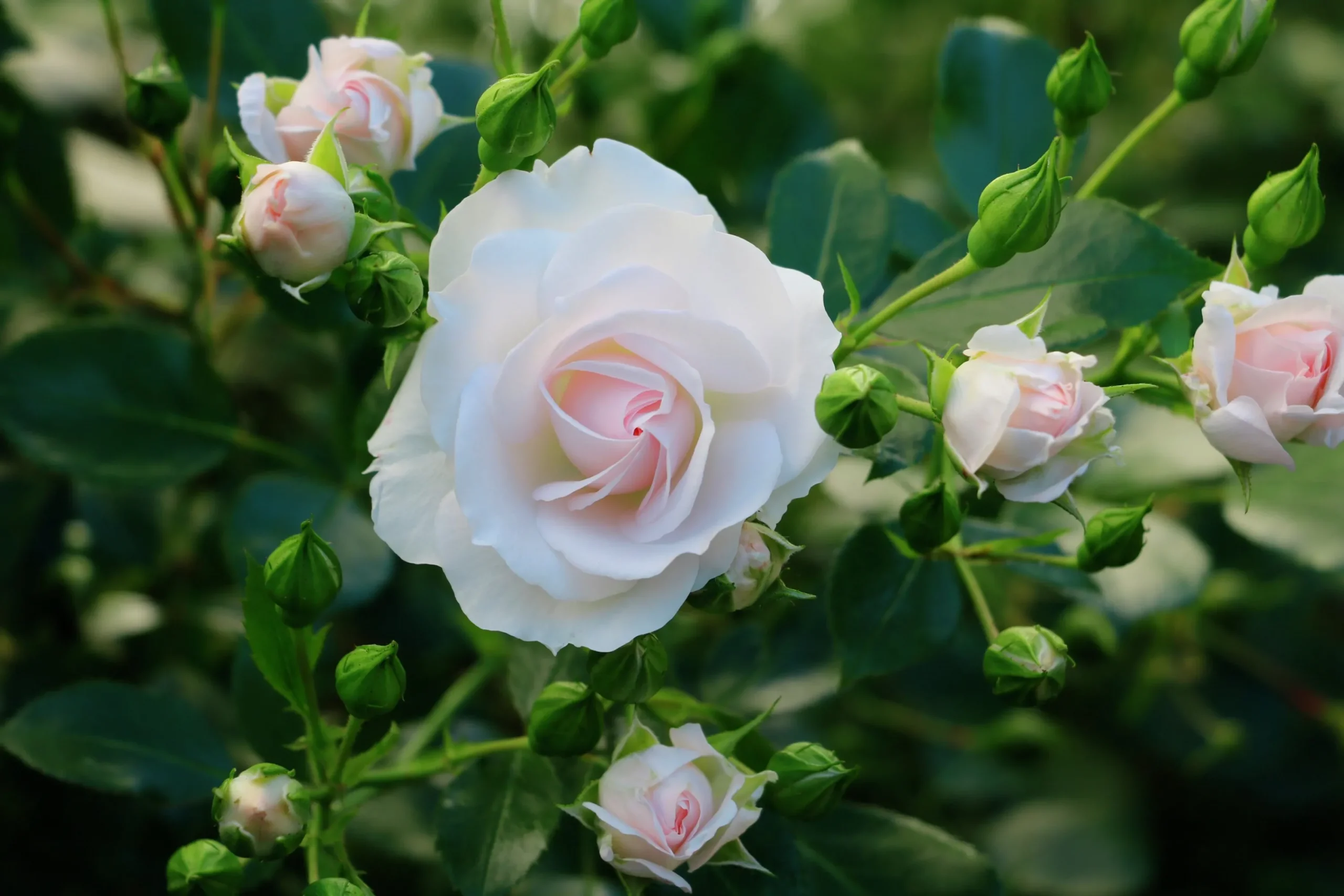 Rabattros 'Aspirin Rose' 'Taniripsa' Barrotad>Omnia garden Discount