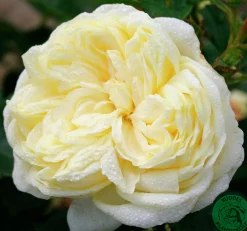 Rabattros 'Kronprinsesse Mary' 'Poulca018' Barrotad>Omnia garden Online