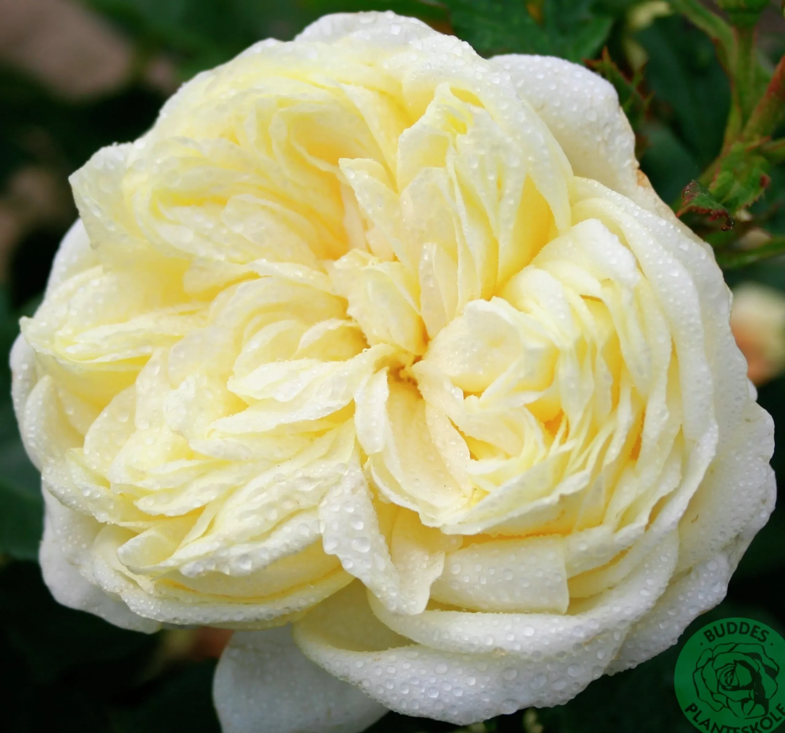 Rabattros 'Kronprinsesse Mary' 'Poulca018' Barrotad>Omnia garden Online