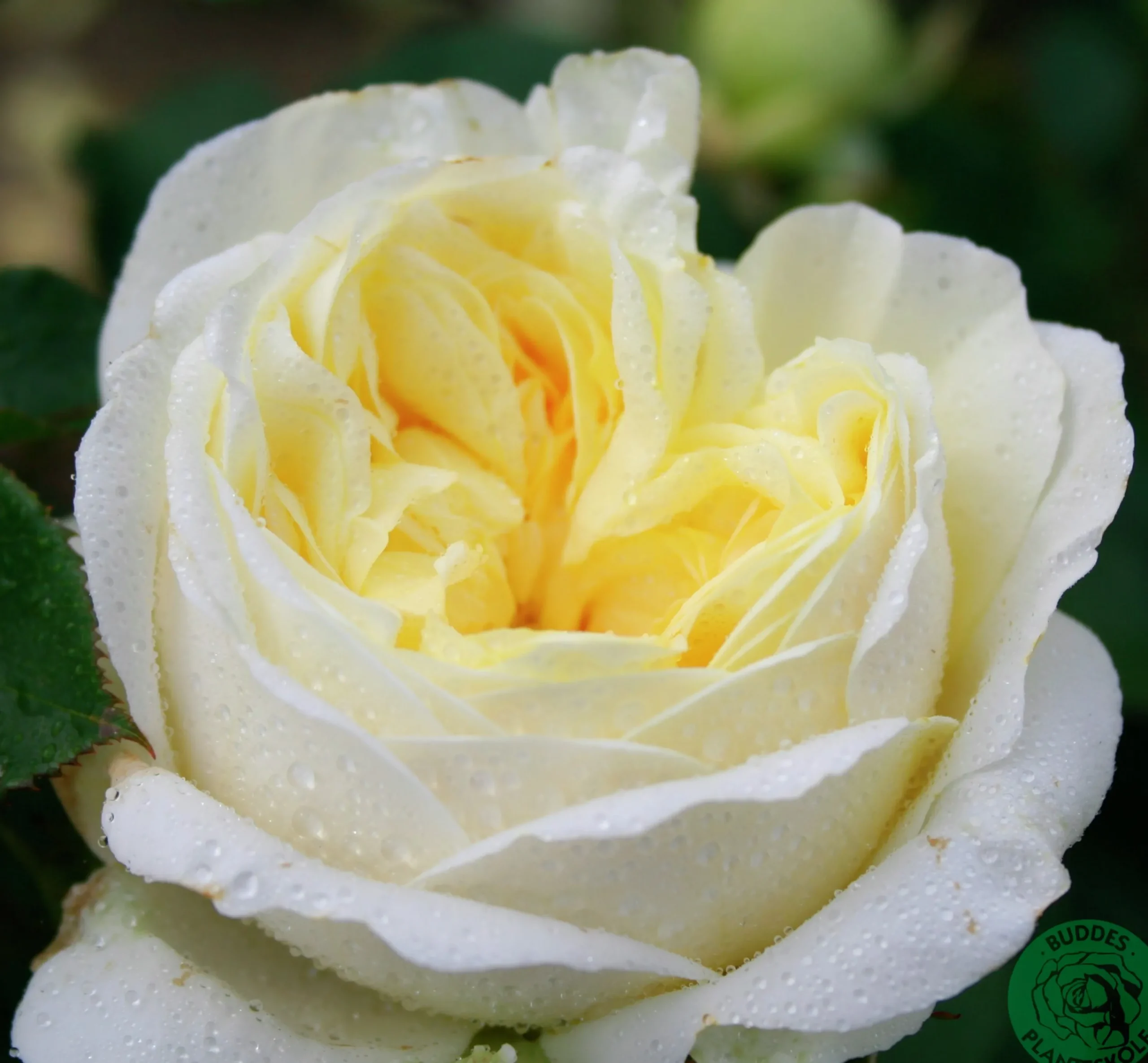 Rabattros 'Kronprinsesse Mary' 'Poulca018' Barrotad>Omnia garden Online