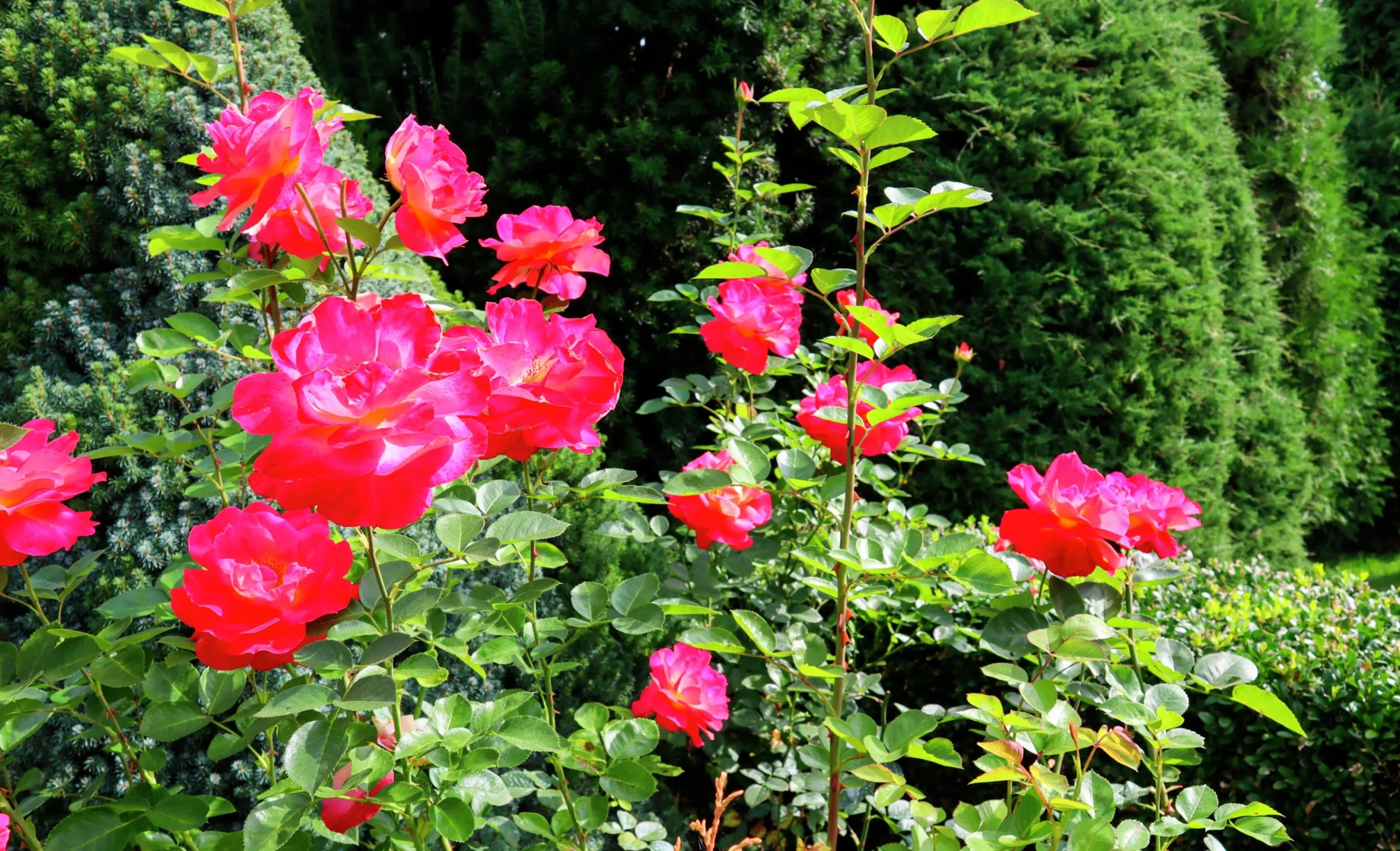 Rabattros 'Midsummer' 'Tan02280' Barrotad>Omnia garden Online