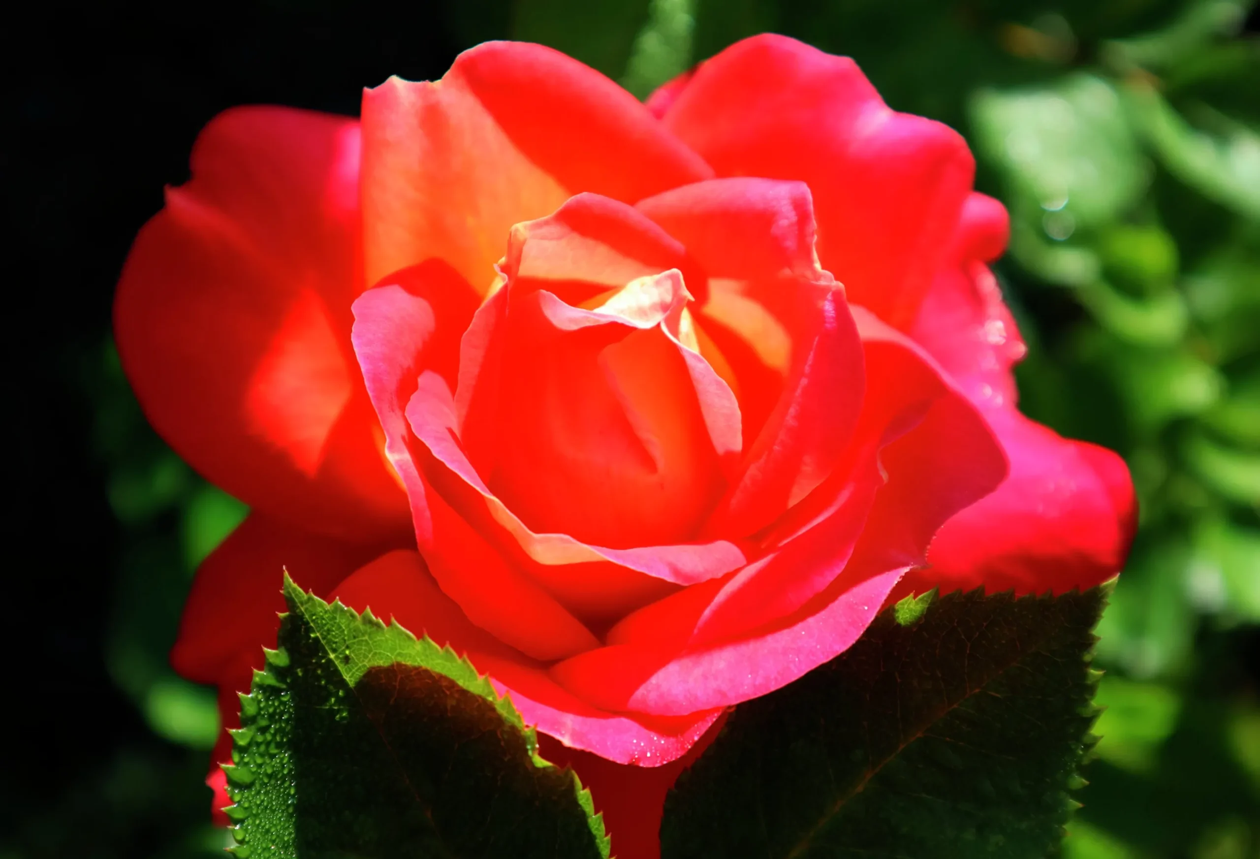 Rabattros 'Midsummer' 'Tan02280' Barrotad>Omnia garden Online