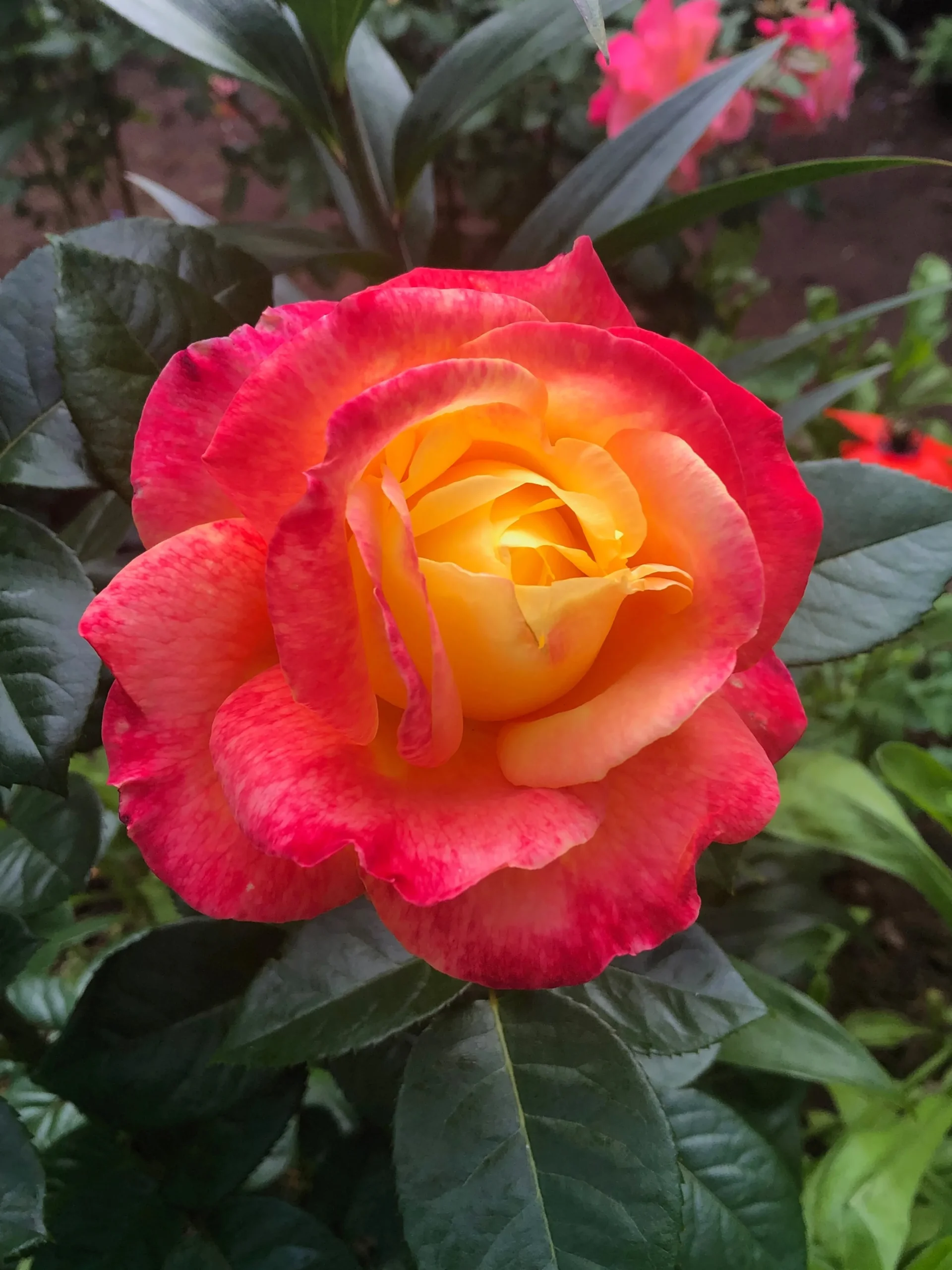 Rabattros 'Midsummer' 'Tan02280' Barrotad>Omnia garden Online