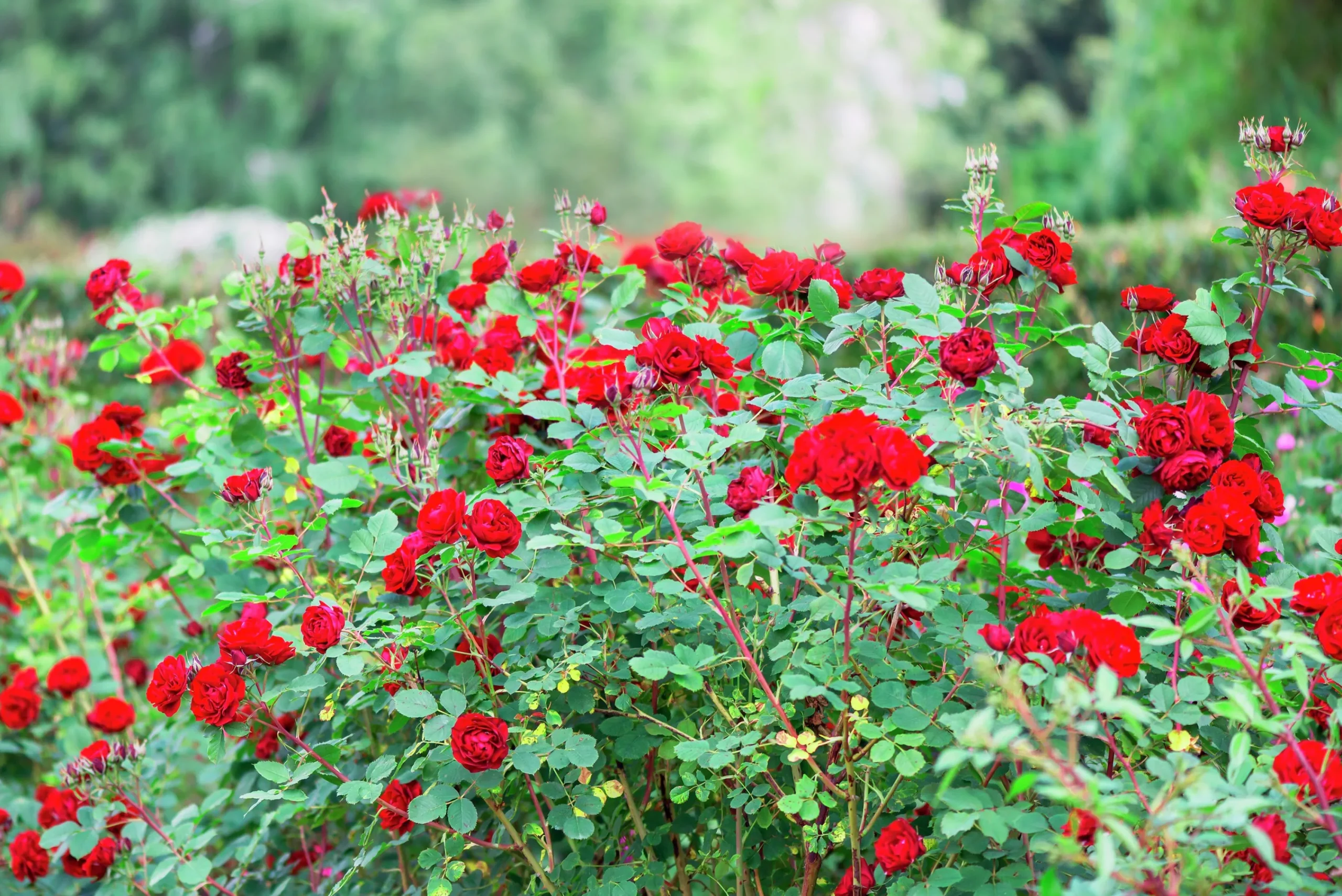 Rabattros 'Nina Weibull' 'Poulwei' Barrotad>Omnia garden