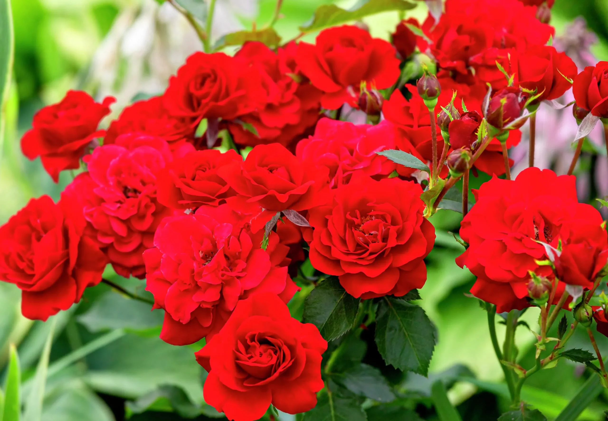 Rabattros 'Nina Weibull' 'Poulwei' Barrotad>Omnia garden