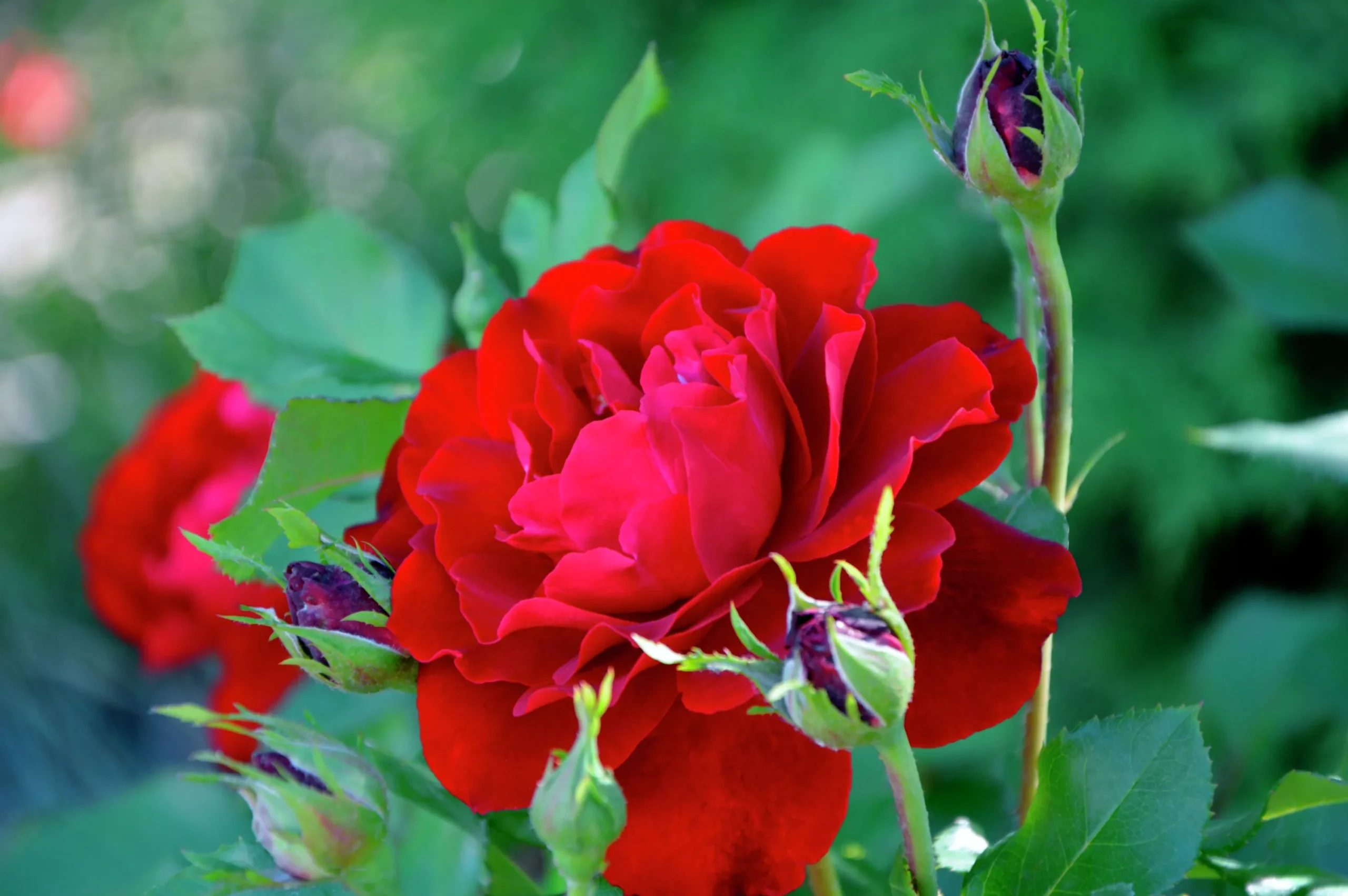 Rabattros 'Nina Weibull' 'Poulwei' Barrotad>Omnia garden