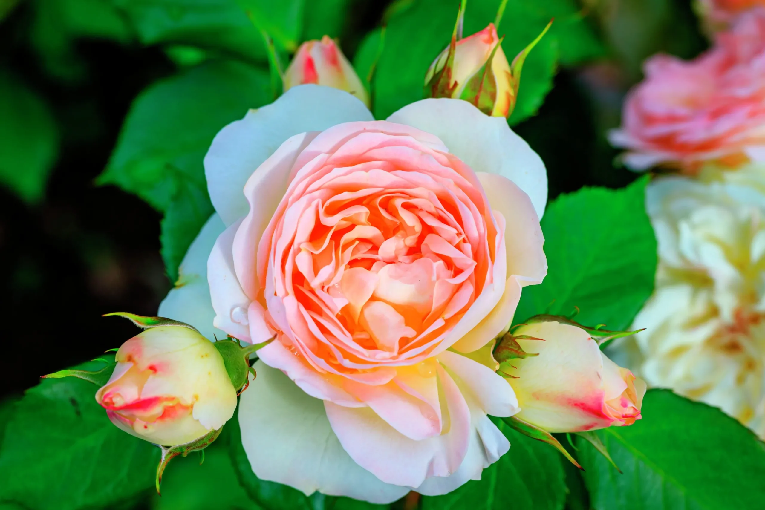 Rabattros 'Pastella' 'Tan98130' Barrotad>Omnia garden Online