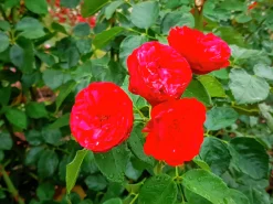 Rabattros 'Piano' 'Tanopina' Barrotad>Omnia garden Clearance