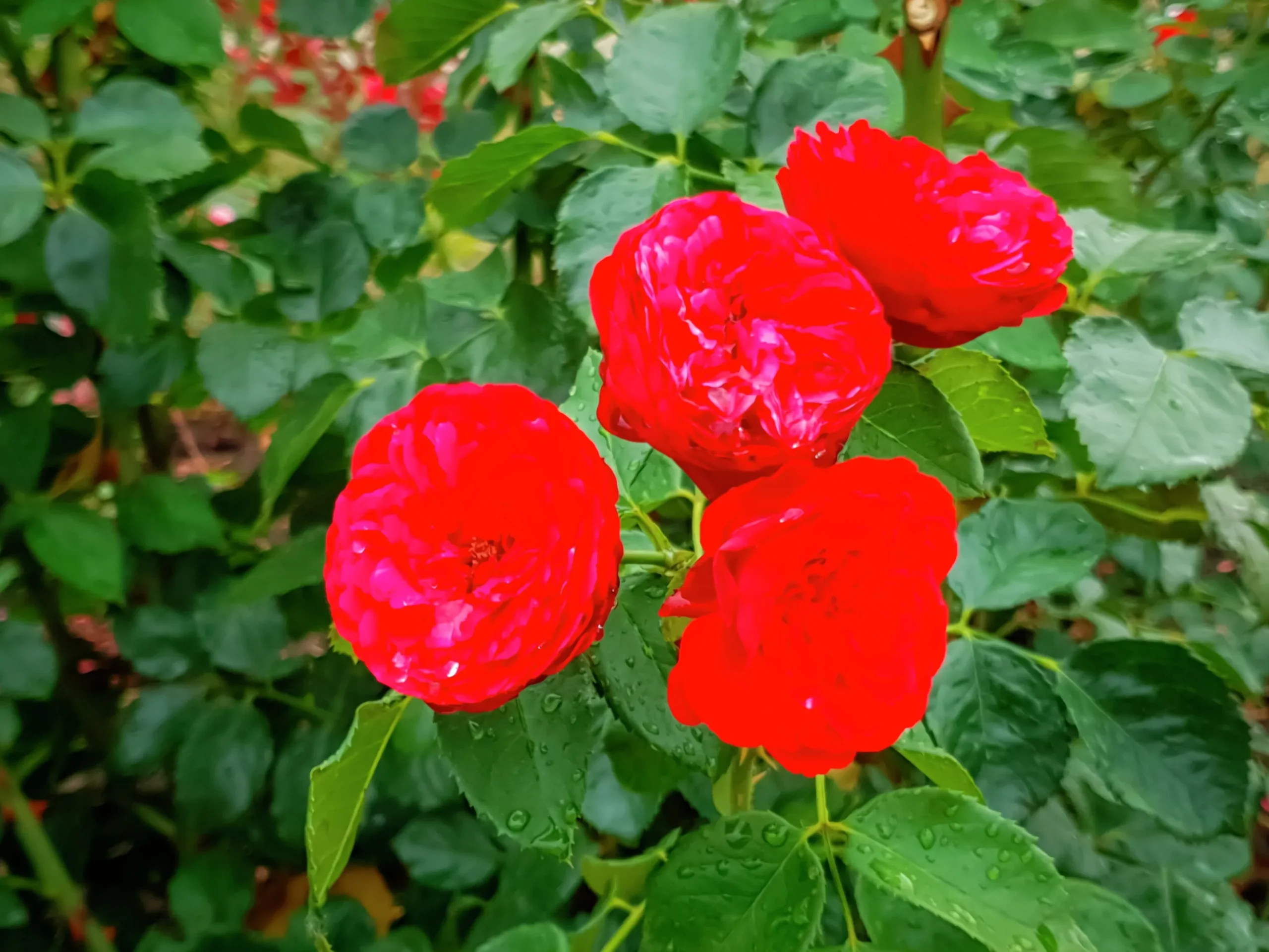Rabattros 'Piano' 'Tanopina' Barrotad>Omnia garden Clearance