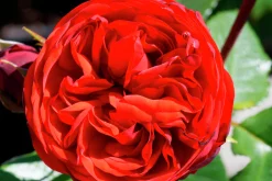 Rabattros 'Piano' 'Tanopina' Barrotad>Omnia garden Clearance