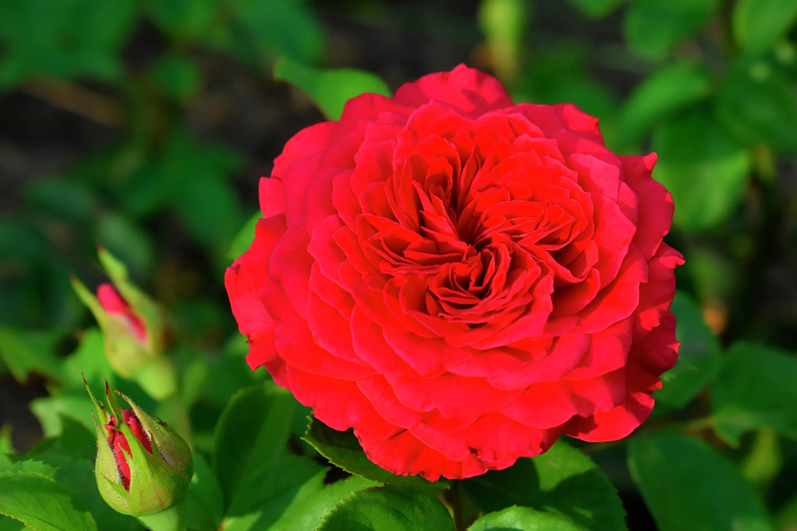 Rabattros 'Piano' 'Tanopina' Barrotad>Omnia garden Clearance