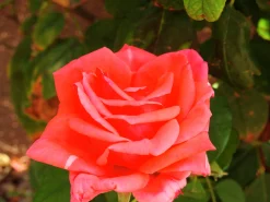 Rabattros 'Piccolo' 'Tanolokip' Barrotad>Omnia garden Clearance