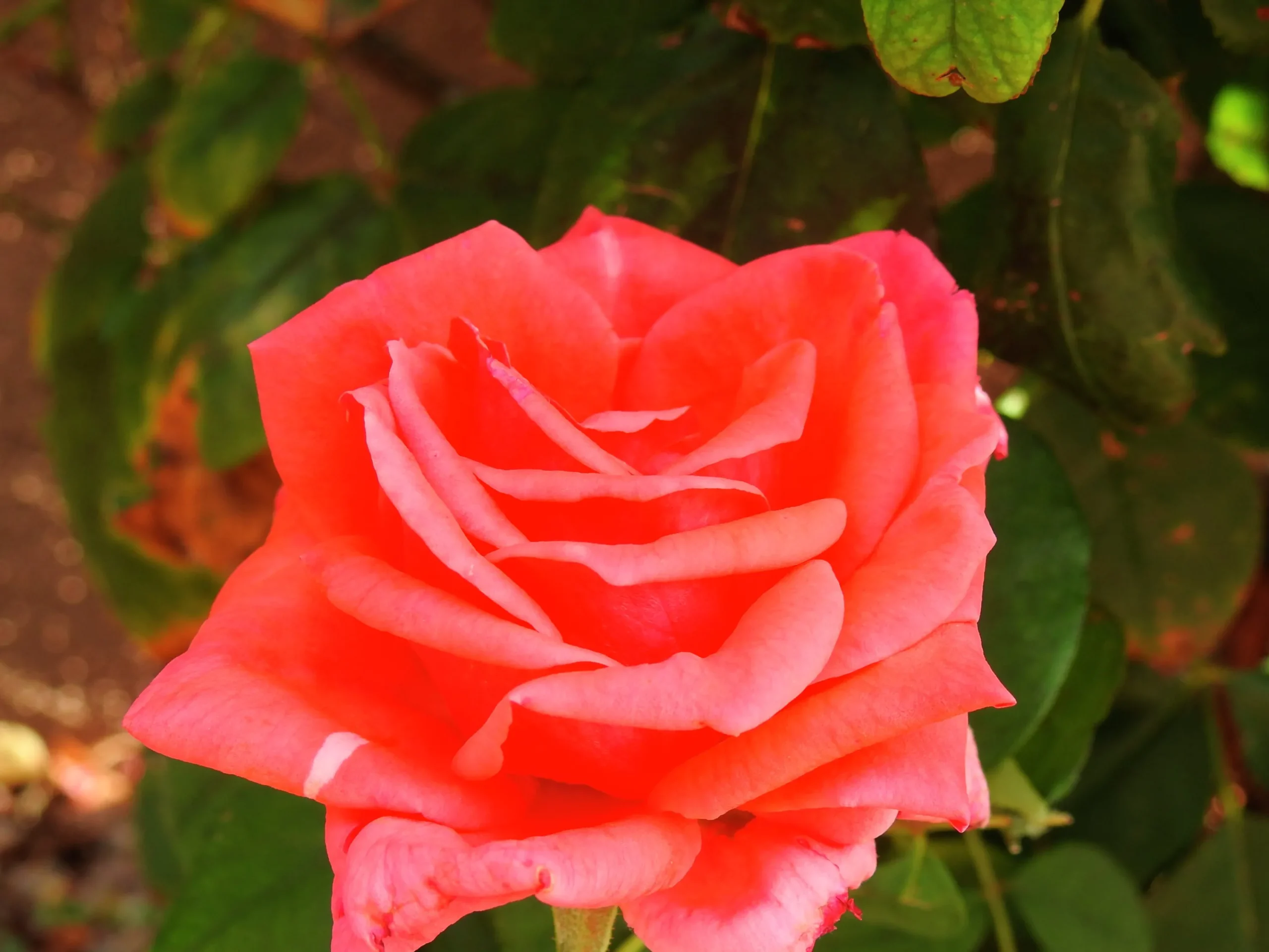 Rabattros 'Piccolo' 'Tanolokip' Barrotad>Omnia garden Clearance
