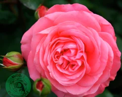 Rabattros 'Schackenborg' 'Pouldron' Barrotad>Omnia garden Discount