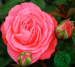 Rabattros 'Schackenborg' 'Pouldron' Barrotad>Omnia garden Discount
