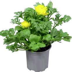 Ranunkler lat. Ranunculus asiaticus Gul>Mäster Grön New