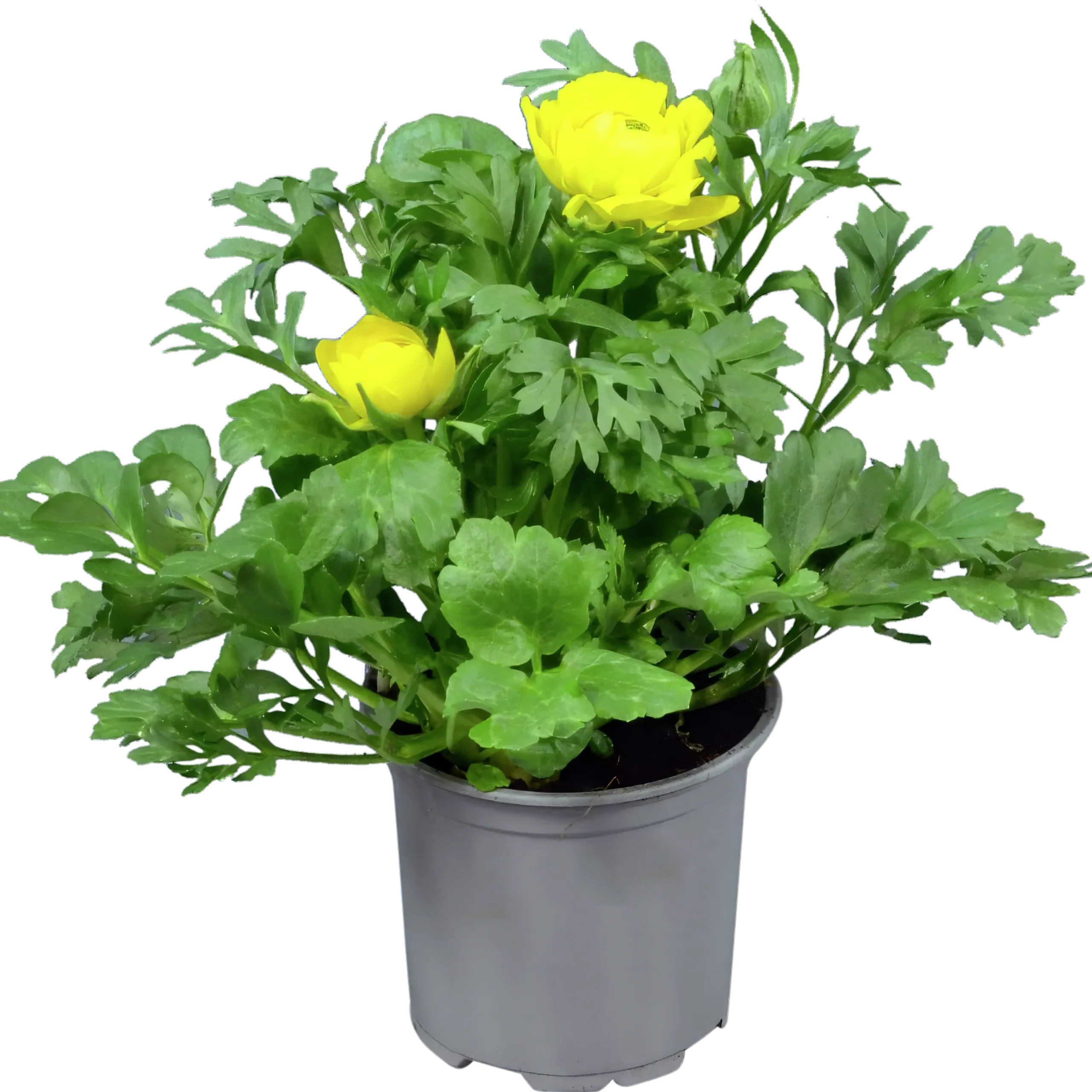 Ranunkler lat. Ranunculus asiaticus Gul>Mäster Grön New