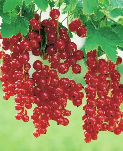 Röda vinbär 'Holländska' Uppstammad>Omnia garden Sale