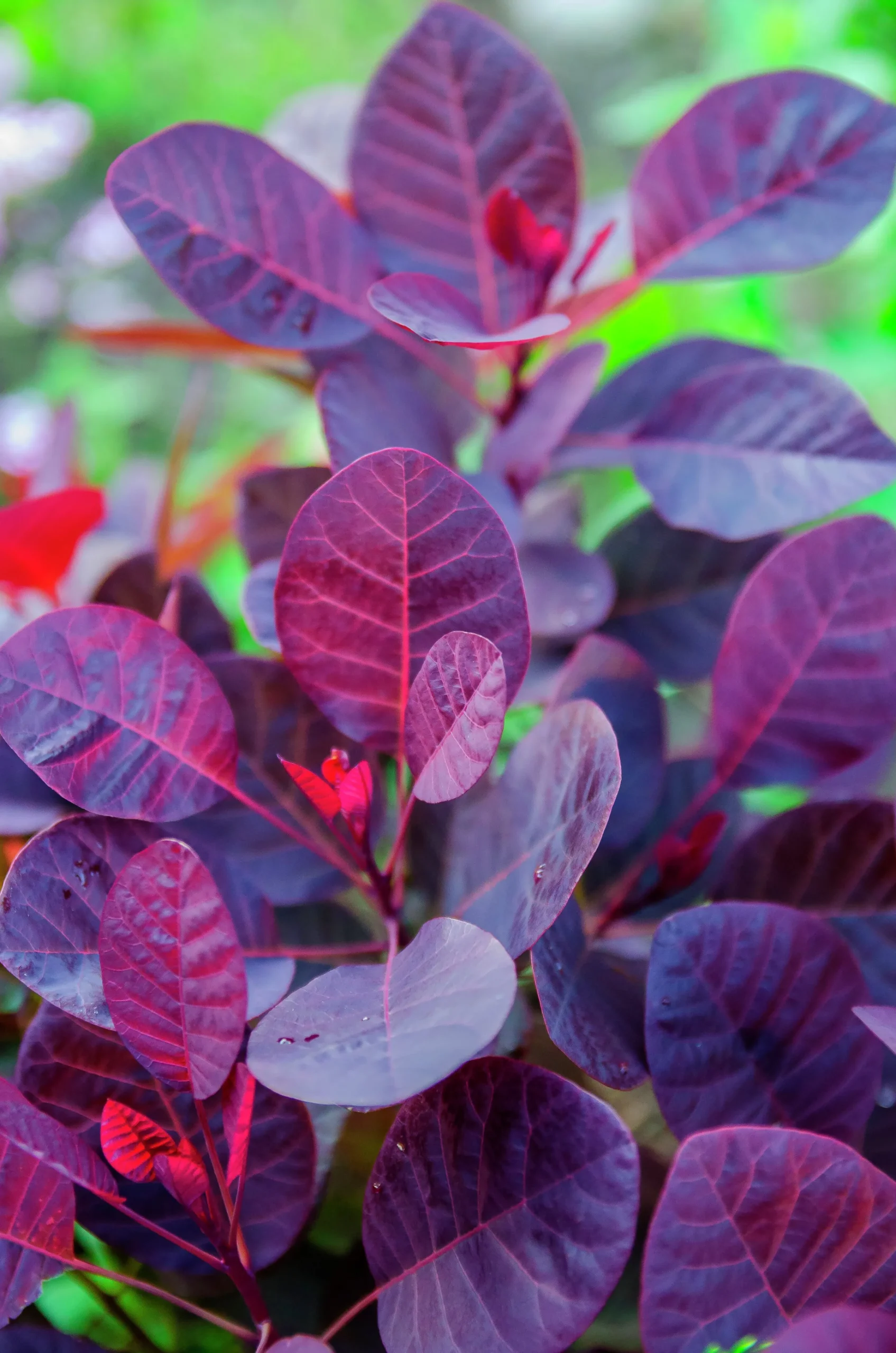 Rödbladig Perukbuske 'Royal Purple' Krukodlad>Omnia garden Online
