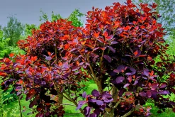 Rödbladig Perukbuske 'Royal Purple'><noscript><img width=