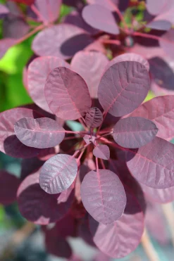 Rödbladig Perukbuske 'Royal Purple'><noscript><img width=