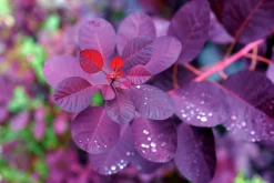 Rödbladig Perukbuske 'Royal Purple'><noscript><img width=