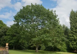 Rödek Ungträd ca 150-200cm><noscript><img width=